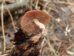 Gymnopus vernus