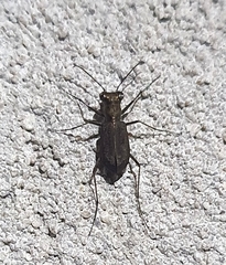 Cicindelina