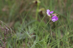 Lathyrus filiformis