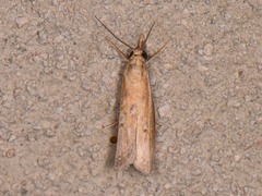Fissicrambus quadrinotellus