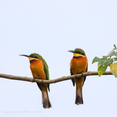 Cinnamon-Chested Bee-Eater photo 5