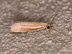 Fissicrambus quadrinotellus