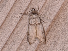 Myelopsis alatella