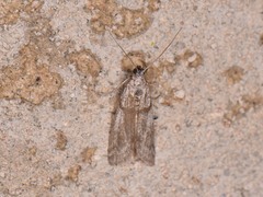 Myelopsis alatella