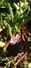 Lythrum hyssopifolia image