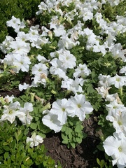 Ruellia metziae