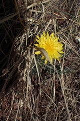 Nothocalais cuspidata