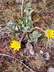 Balsamorhiza serrata