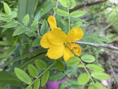 Senna ligustrina