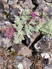 Lomatium minus
