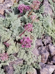 Lomatium minus