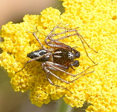 Oxyopes heterophthalmus