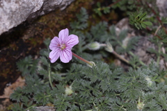 Erodium foetidum
