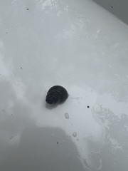 Bithynia tentaculata