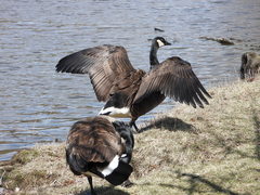 Branta canadensis