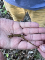 Eurycea guttolineata