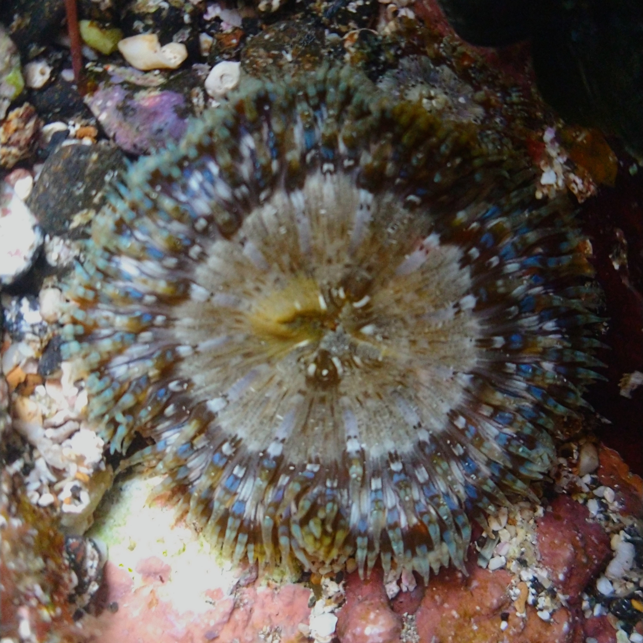 Actinia solar