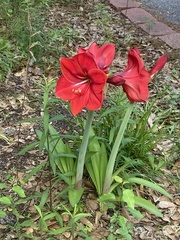 Hippeastrum striatum