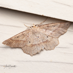 Euchlaena marginaria