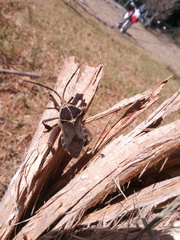 Petascelis remipes