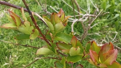 Vaccinium cylindraceum