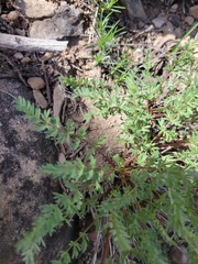Lomatium eastwoodiae