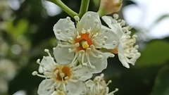 Prunus lusitanica azorica