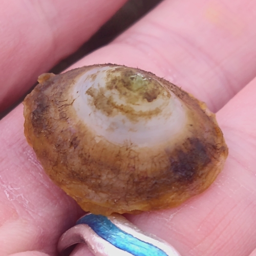 Tylodina rafinesquii