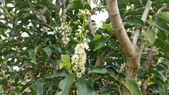 Prunus lusitanica azorica