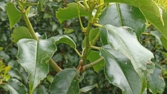 Prunus lusitanica azorica