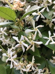 Trachelospermum jasminoides