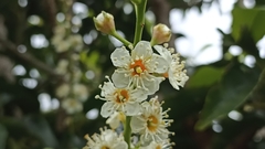 Prunus lusitanica azorica