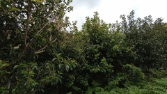 Prunus lusitanica azorica