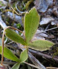 Ranunculus harveyi