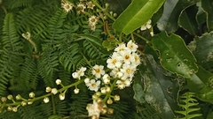 Prunus lusitanica azorica