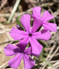 Phlox amoena