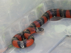 Lampropeltis polyzona