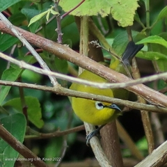 Zosterops stuhlmanni