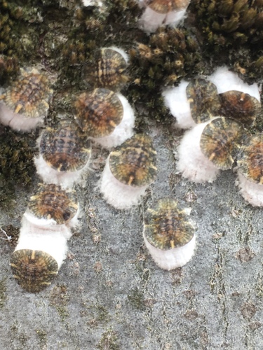 horse chestnut scale