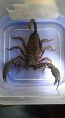 Opisthacanthus elatus