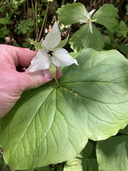 Trillium simile