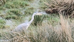Ardea cinerea
