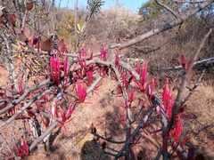 Tapinanthus rubromarginatus