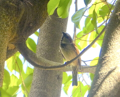 Passer domesticus