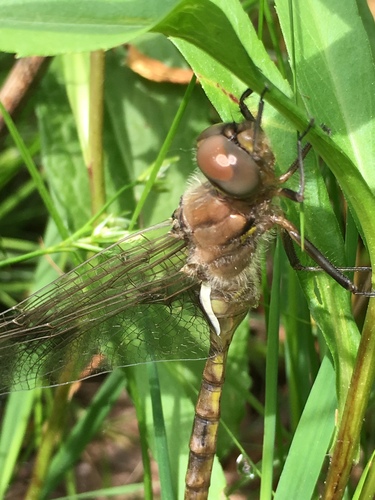 Prince Baskettail photo 3