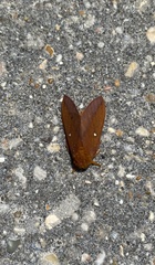 Anisota pellucida