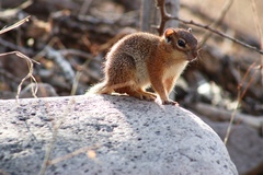 Notocitellus adocetus