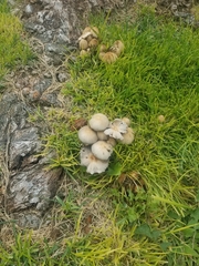 Micacei