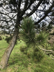 Pinus heldreichii