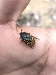 Euphoria subtomentosa